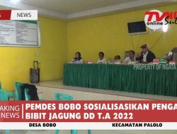 PEMDES BOBO SOSIALISASIKAN PENGADAAN BIBIT JAGUNG DD T.A 2022