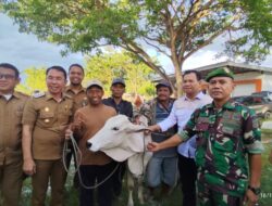Bupati Sigi Salurkan 60 Ekor Sapi di Desa Kalukubula